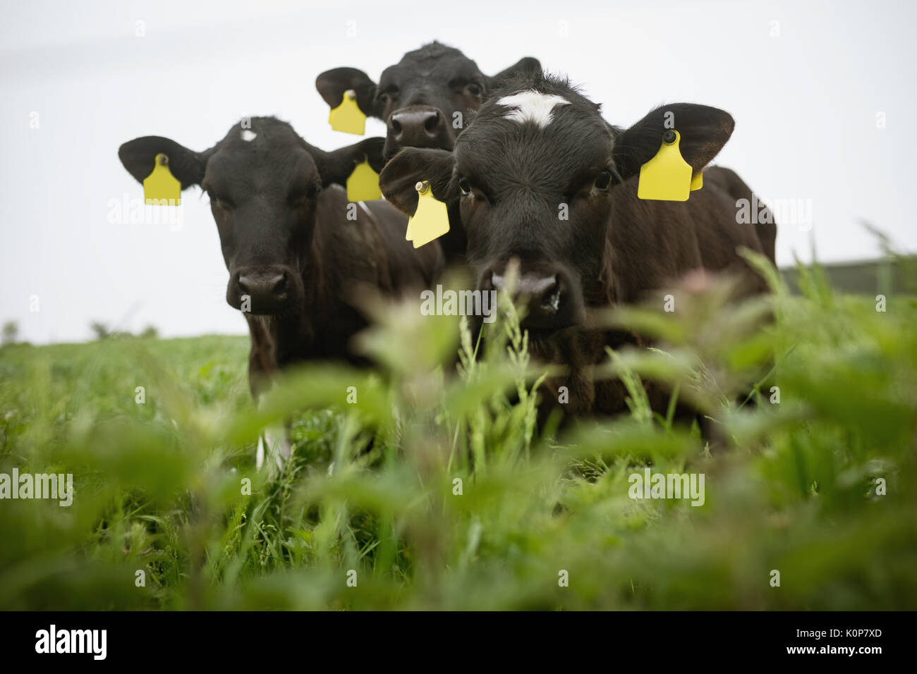 Cattle grazing in green field Stock Photo - Alamy