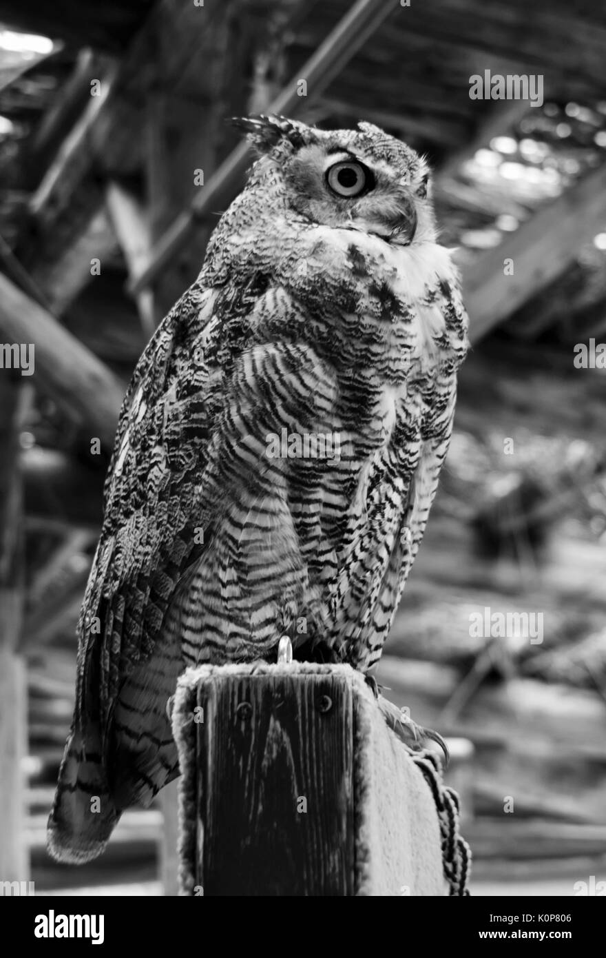 Great Horned Owl perched on post in black and white Stock Photo