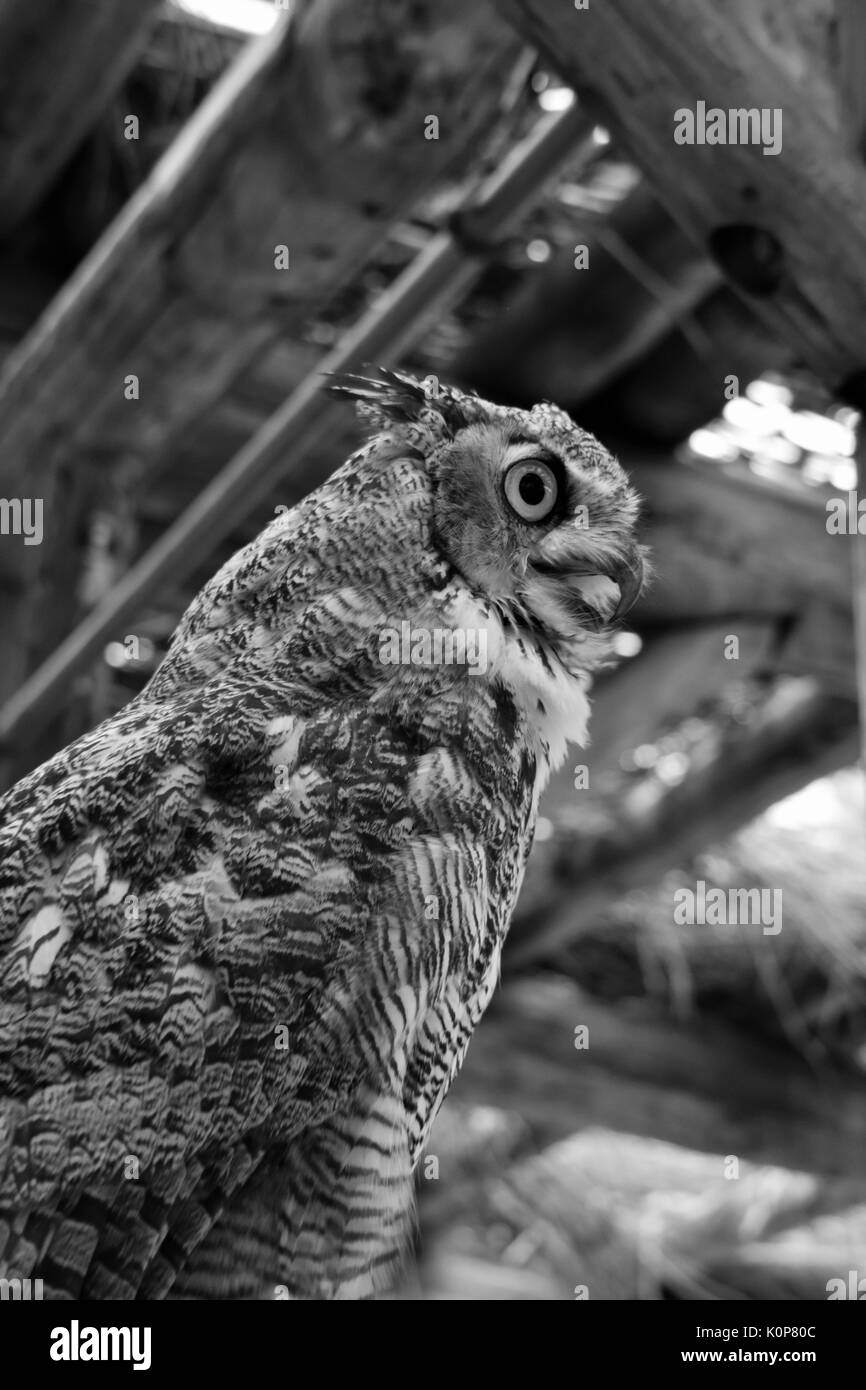 Great Horned Owl in black and white Stock Photo