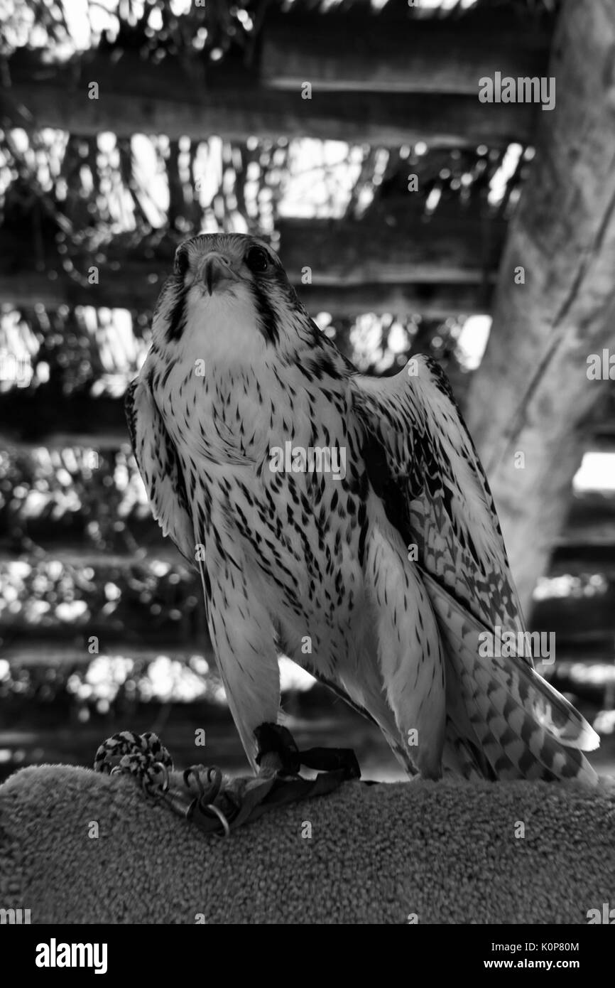 Prairie Falcon in black and white Stock Photo