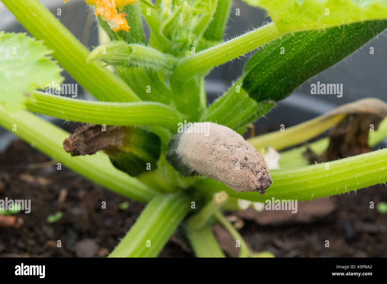 Grey mould - Botrytis cinerea - on courgette plant Stock Photo