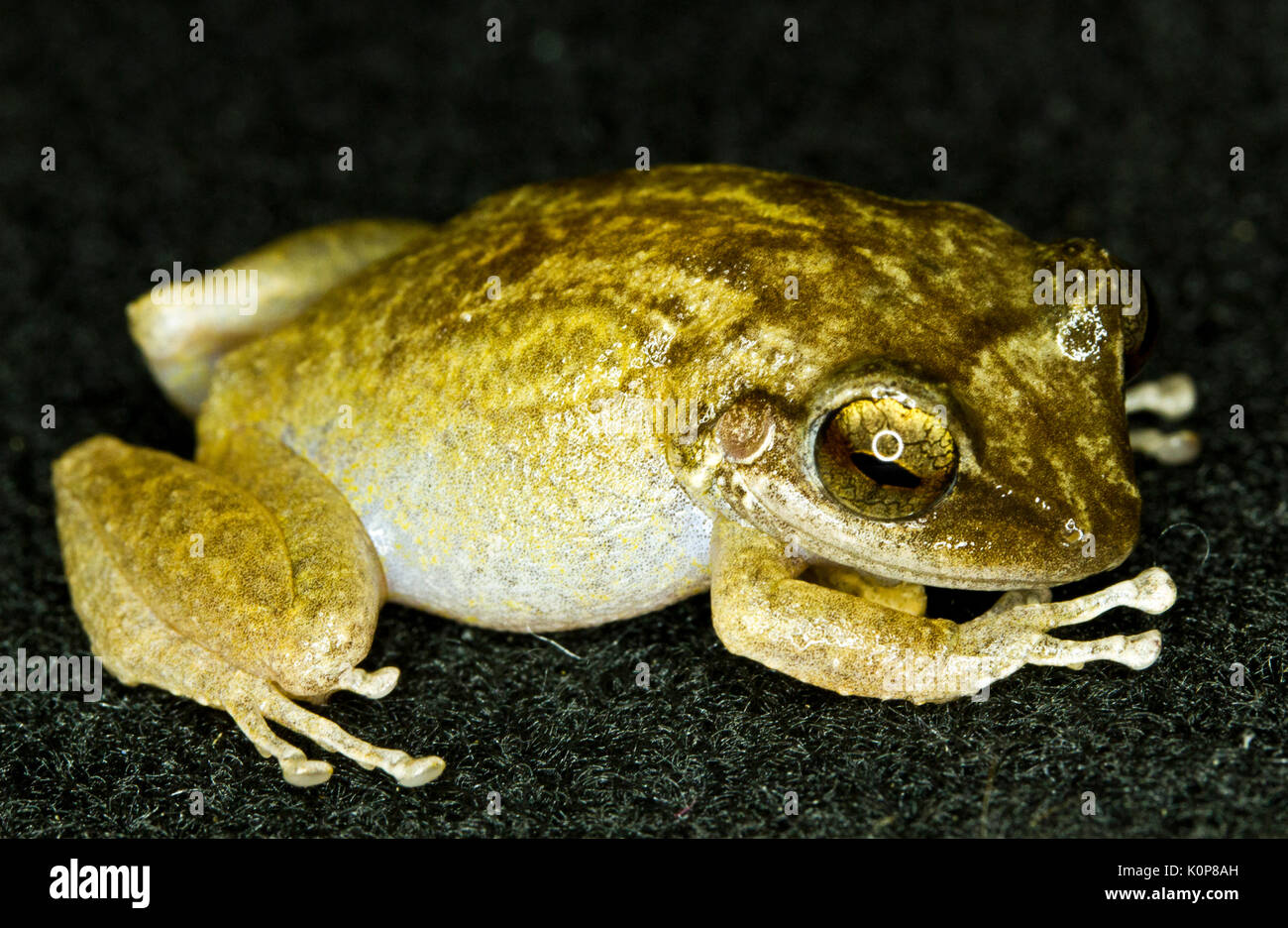 Coqui frogs hires stock photography and images Alamy