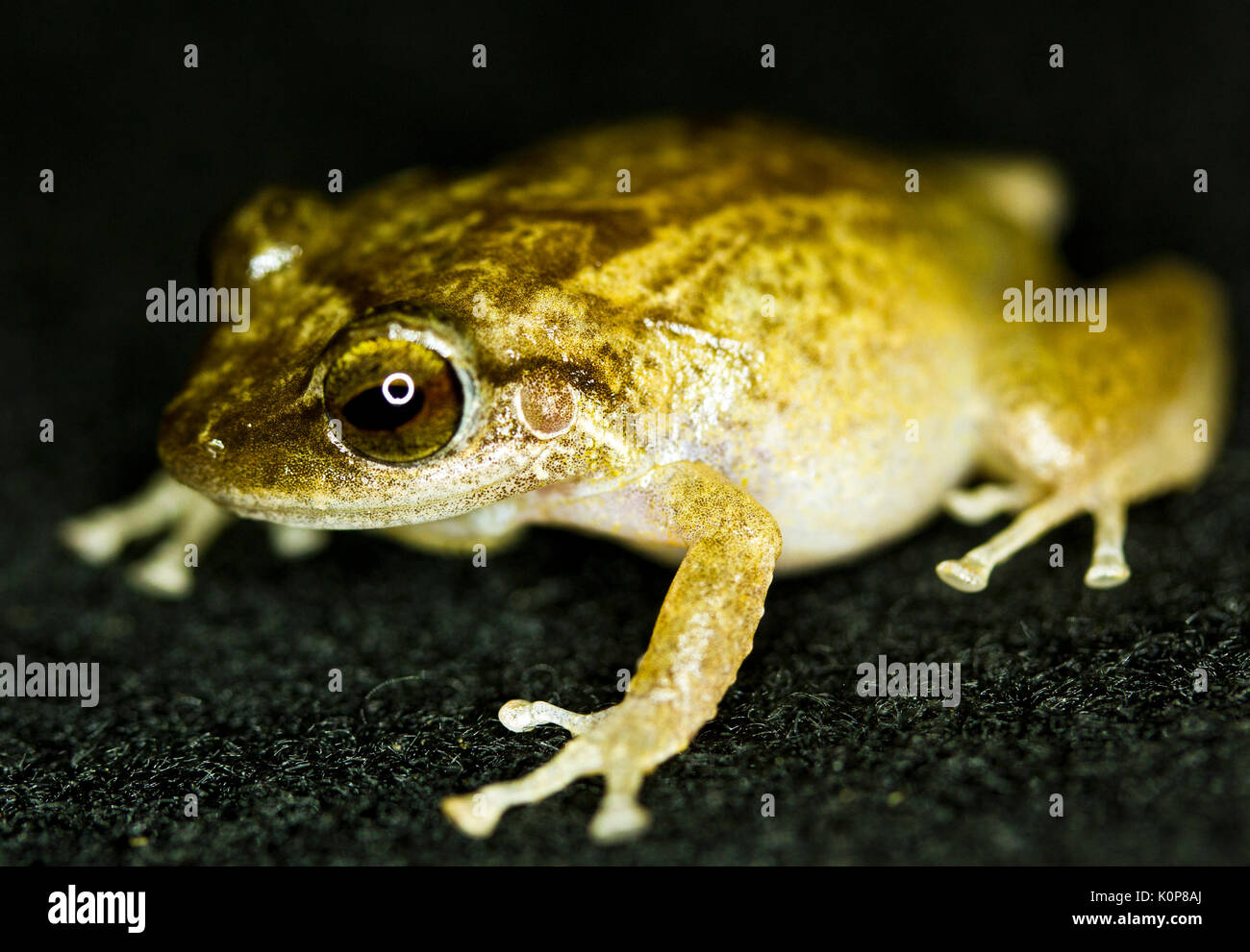 Coqui frogs are a small species of frog that is endangered in their