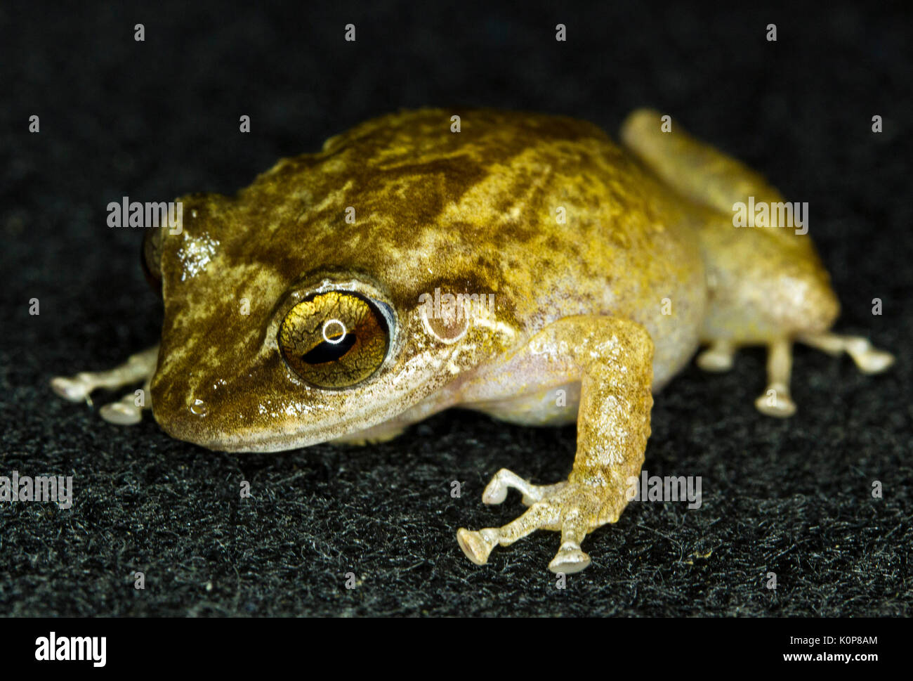 Coqui frogs are a small species of frog that is endangered in their
