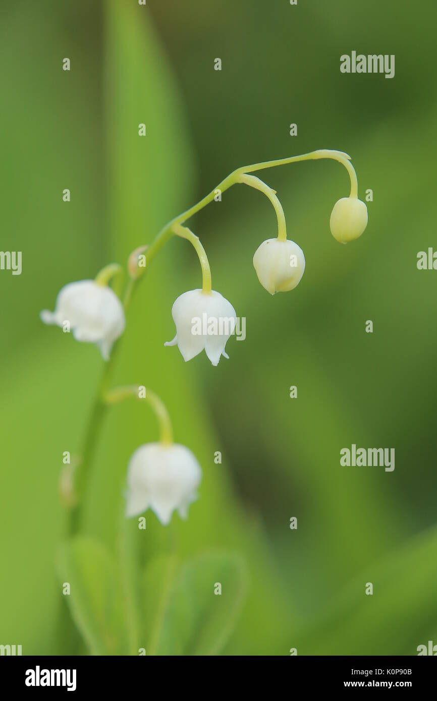 Inflorescence of the Lily of the valley, scientific name Convallaria majalis. Stock Photo