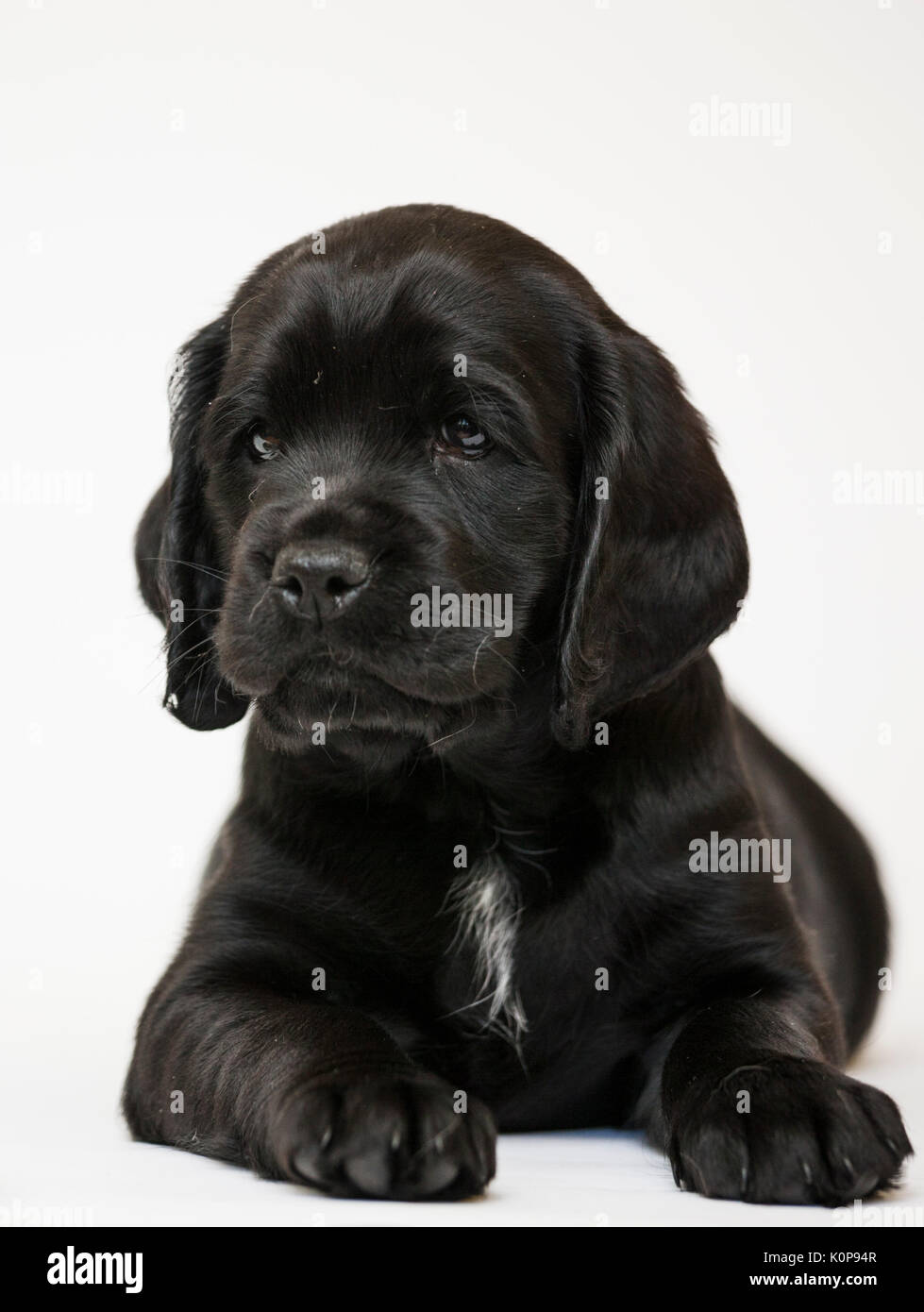 shiny puppy