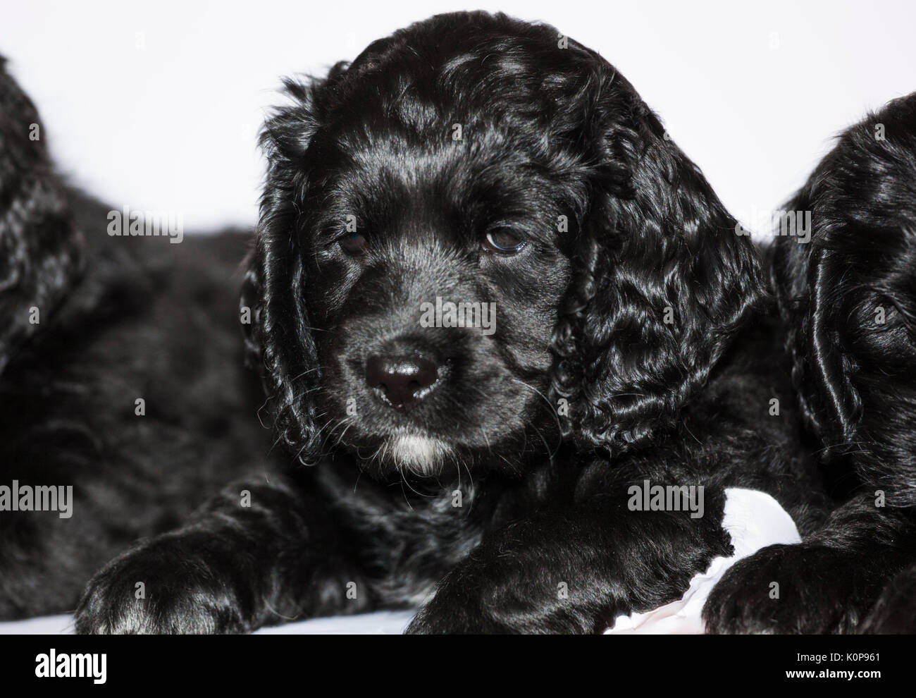 Black and white puppies hi-res stock photography and images - Alamy