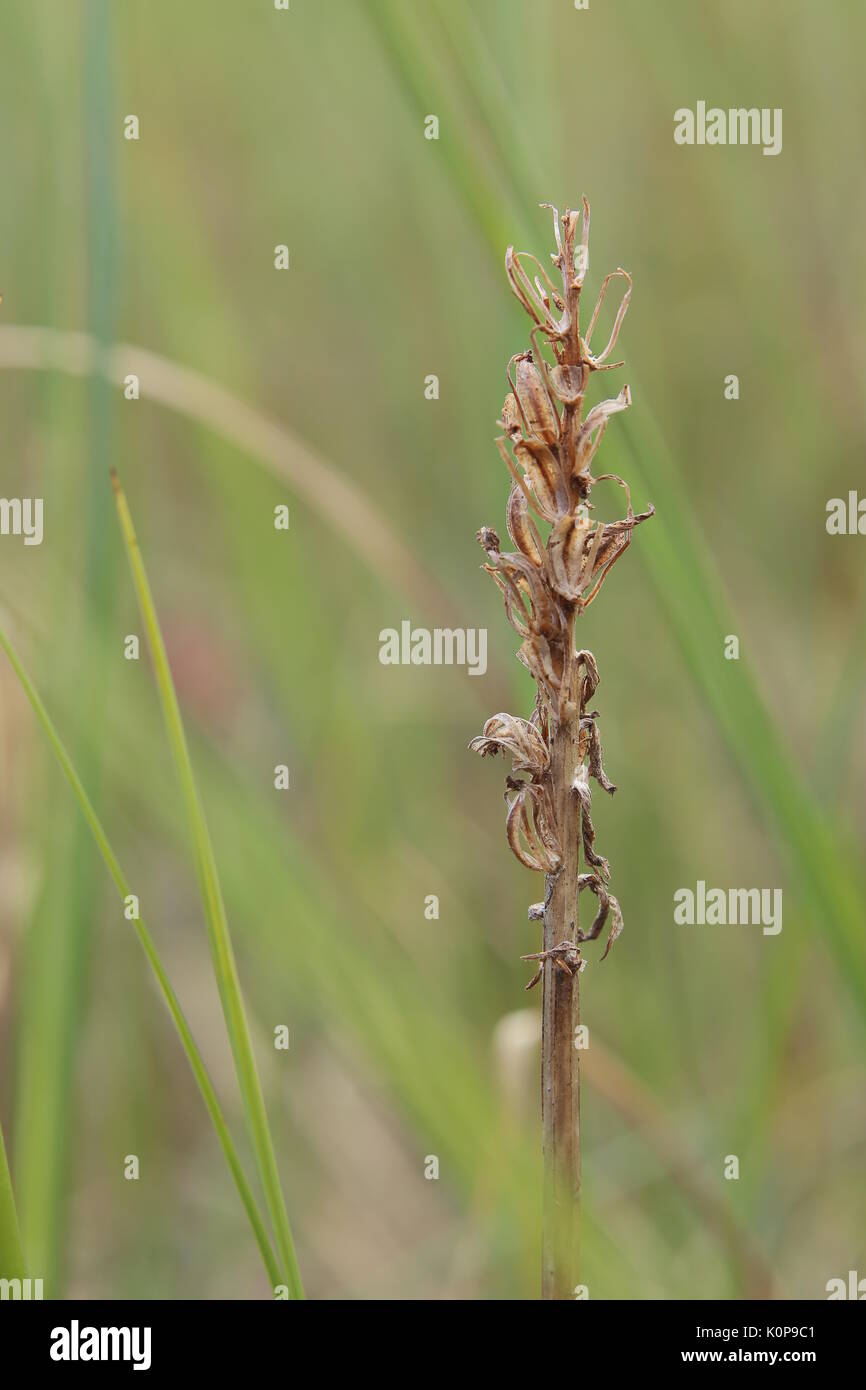 Last years infructescence of Dactylorhiza maculata, the heath spotted-orchid. Stock Photo