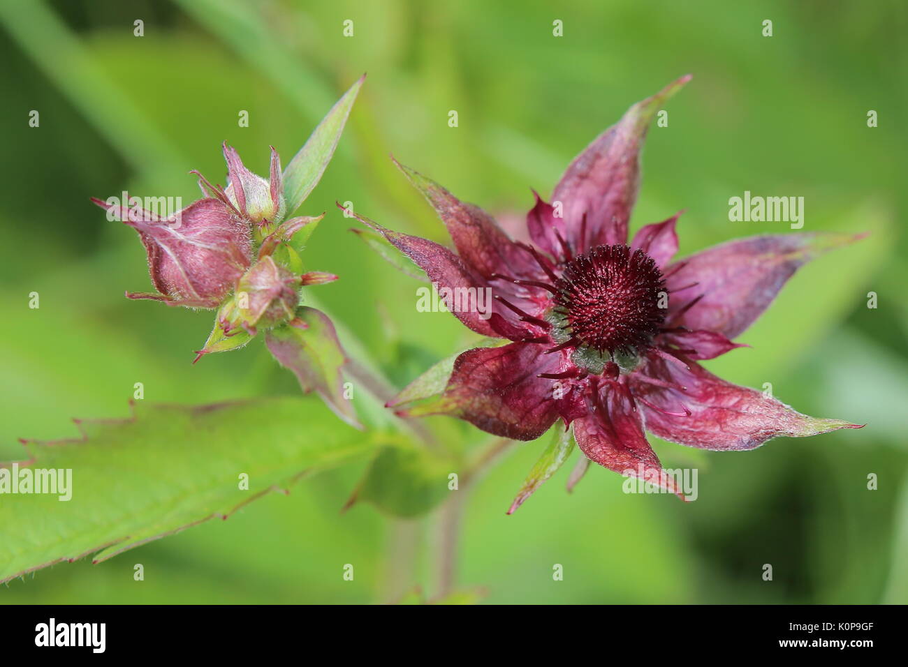Blossom of Comarum palustre, the purple marshlocks. Stock Photo