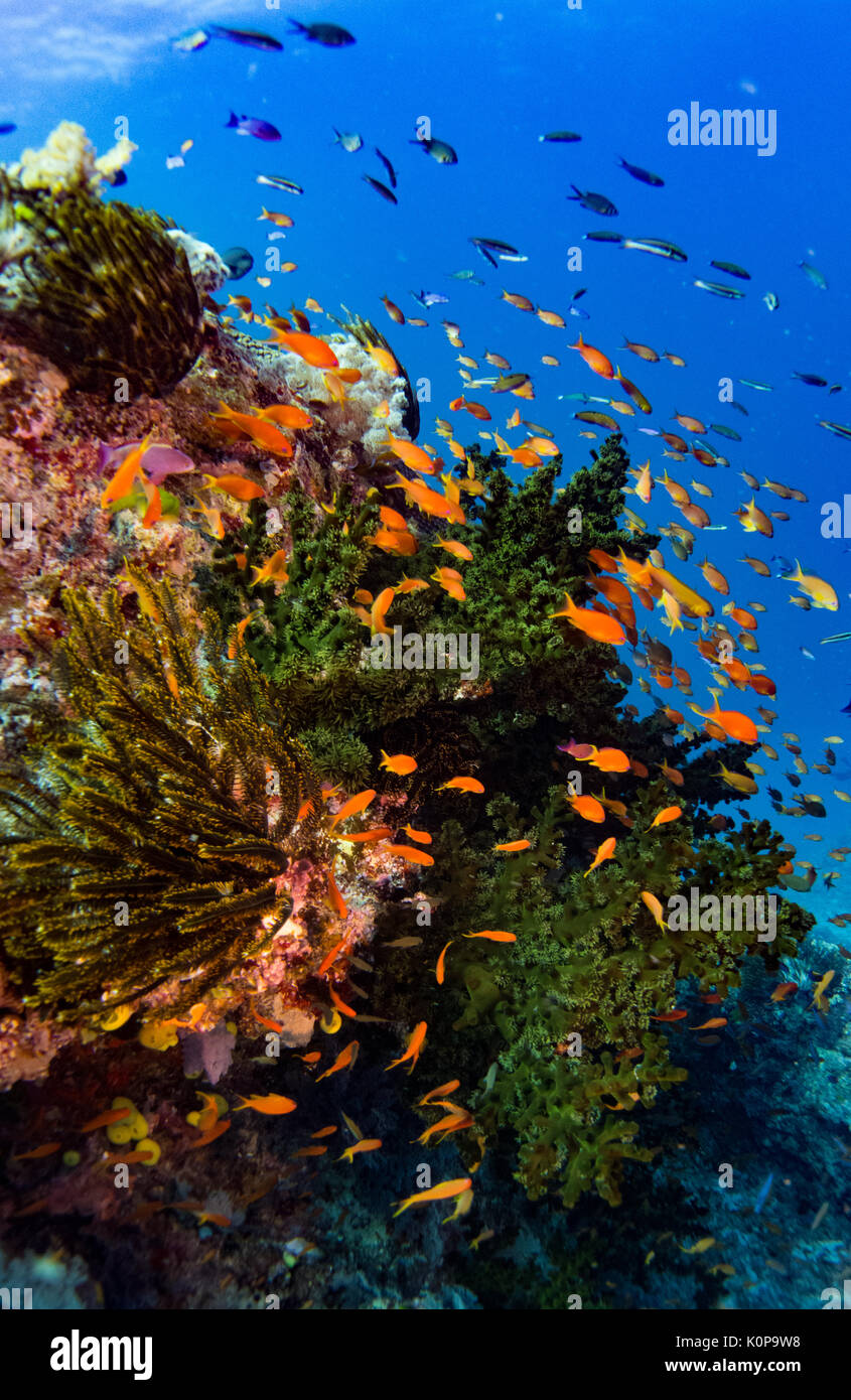A school of colorful Anthias live amongst a branching green tree coral in the current swept reef of Namena Island, Fiji Stock Photo