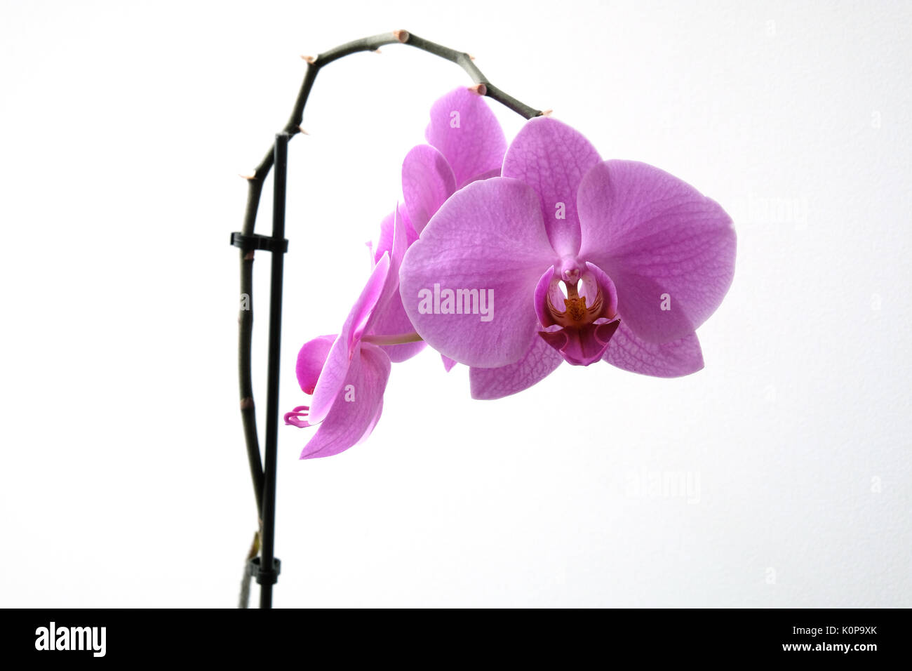 orchid on a white background Stock Photo