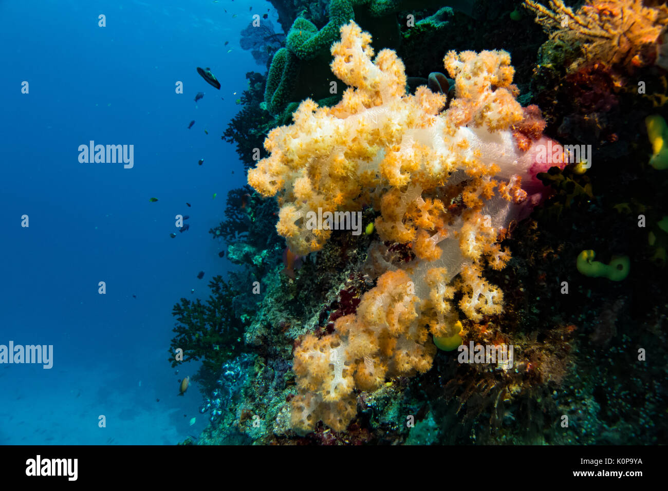 Vibrant soft corals show why Fiji is known as the soft coral capital of the world, especially at Namena island a vast marine reserve Stock Photo