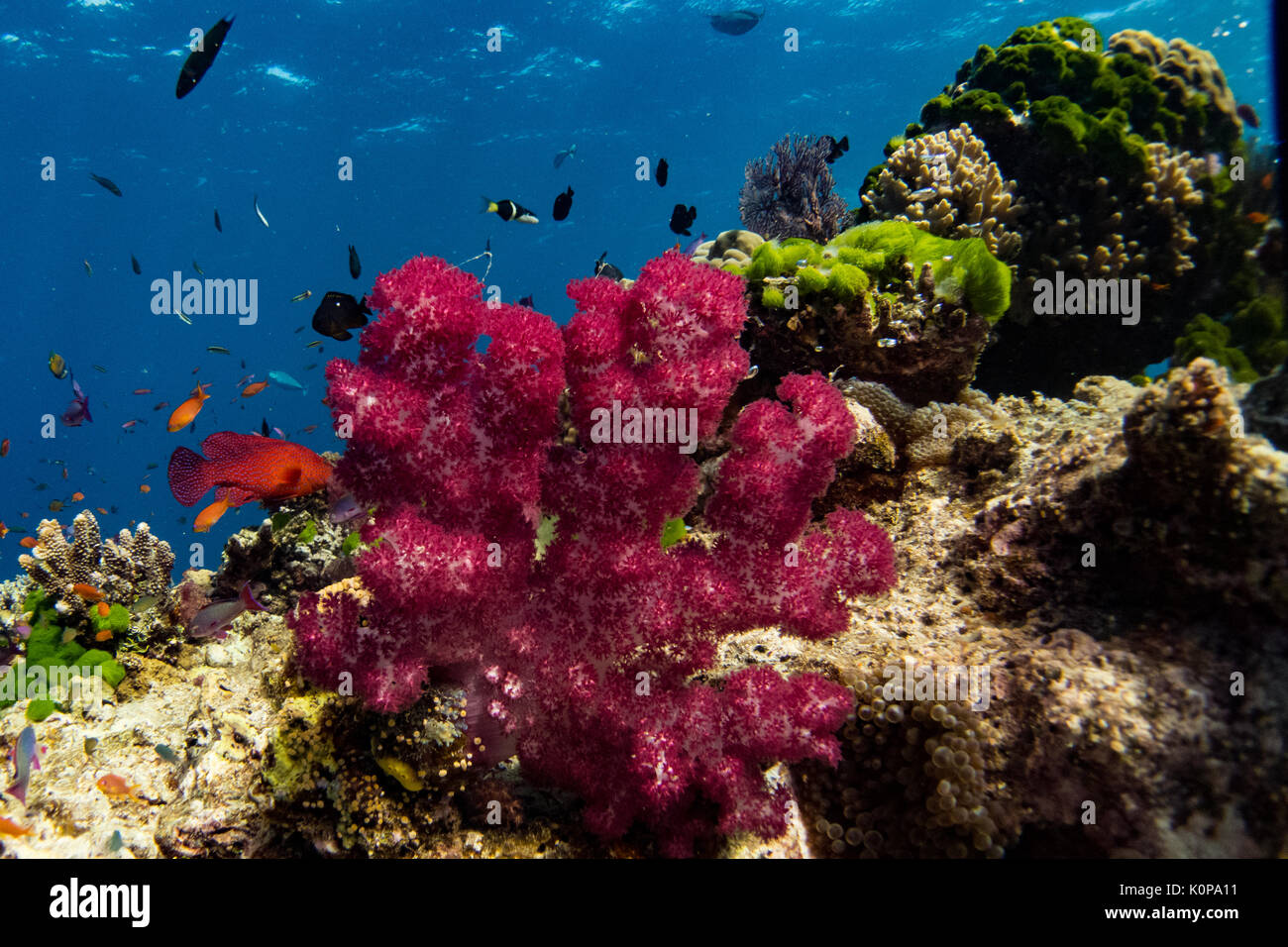 Vibrant soft corals show why Fiji is known as the soft coral capital of the world, especially at Namena island a vast marine reserve Stock Photo