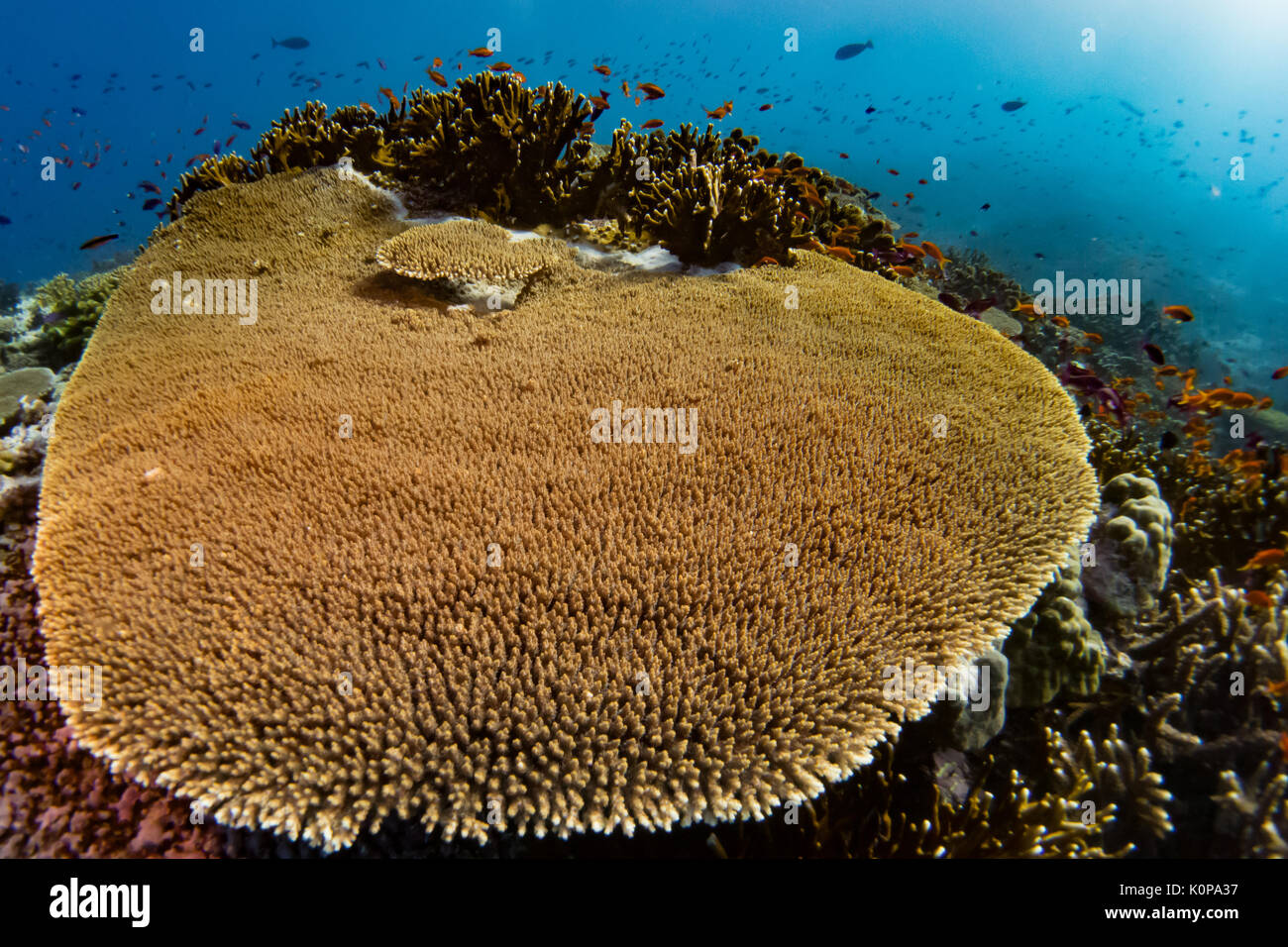A huge and healthy Acropora table coral on the rainbow reef in Fiji Stock Photo