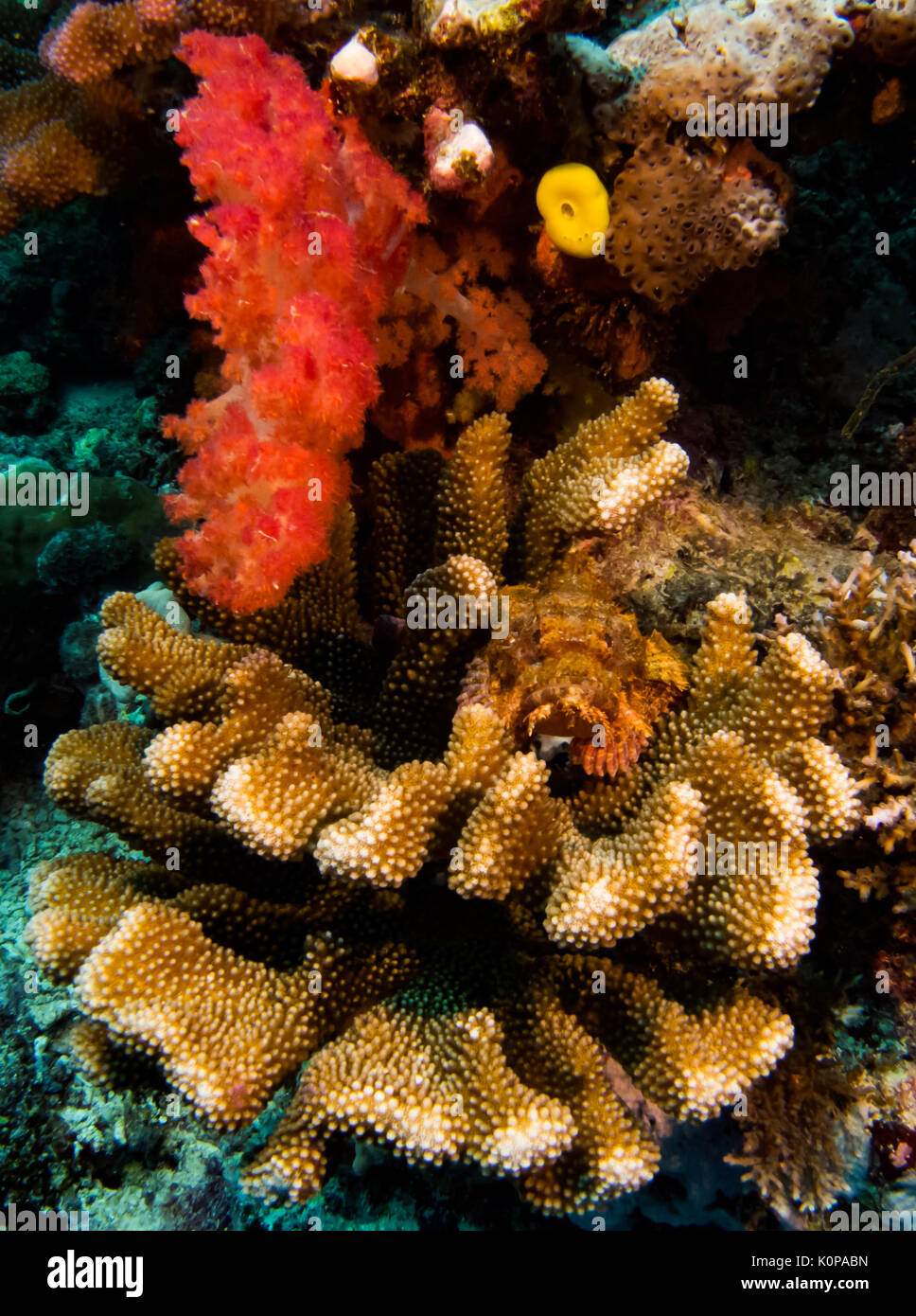 A scorpionfish lies in wait in the vibrant corals of the rainbow reef, Fiji Stock Photo