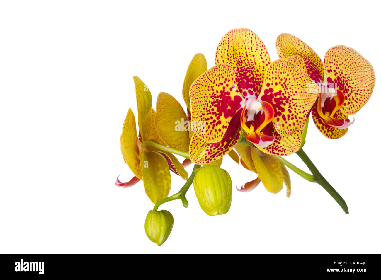 Beautiful orchid flower isolated on white background Stock Photo - Alamy