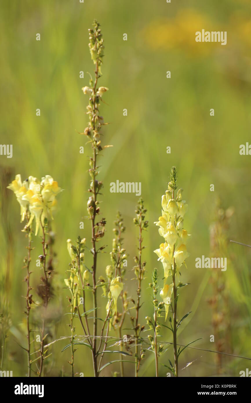 Linaria vulgaris, the common toadflax mit blossoms and fruits. Stock Photo