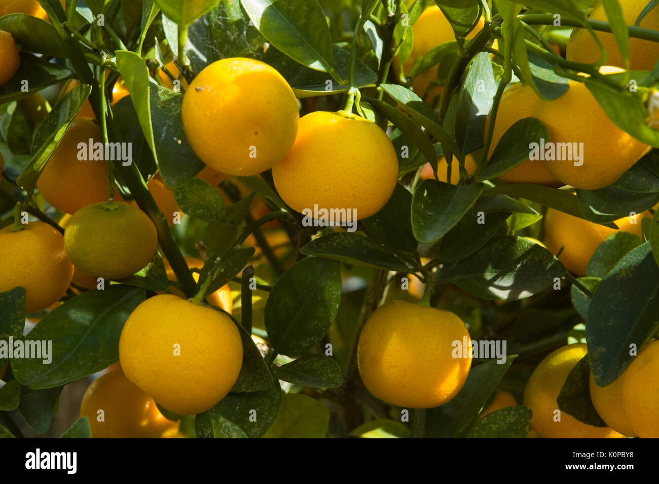 oranges on tree Stock Photo