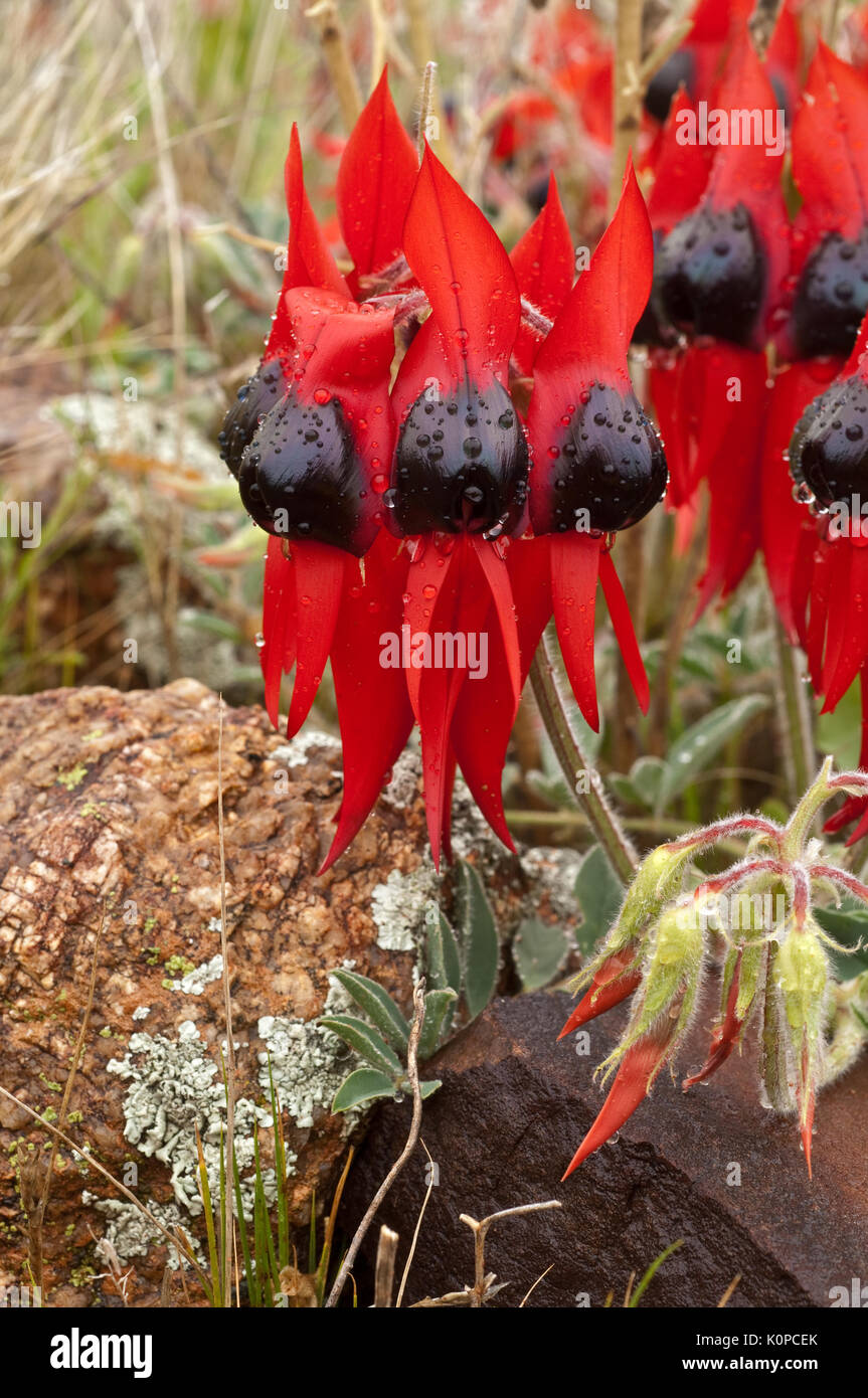 Sturt Desert Pea growing on the rocky ground in Western NSW. Normally growing in semi-arid regions of Australia, this specimen photographed after a brief Stock Photo