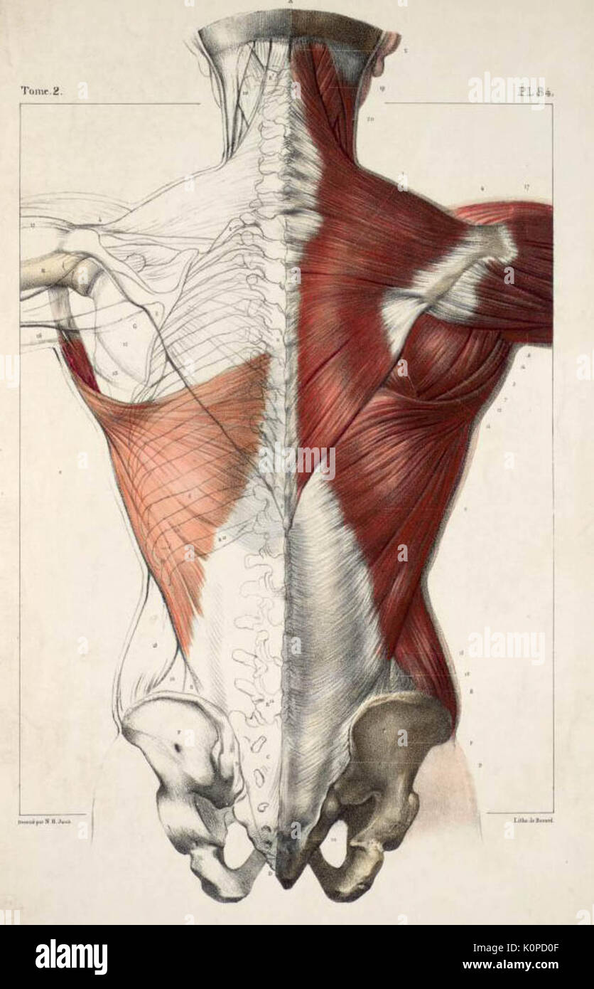 Back Muscles Anatomy Chart Bambu