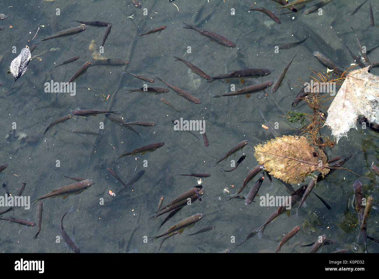 Fish in mountain stream Stock Photo - Alamy