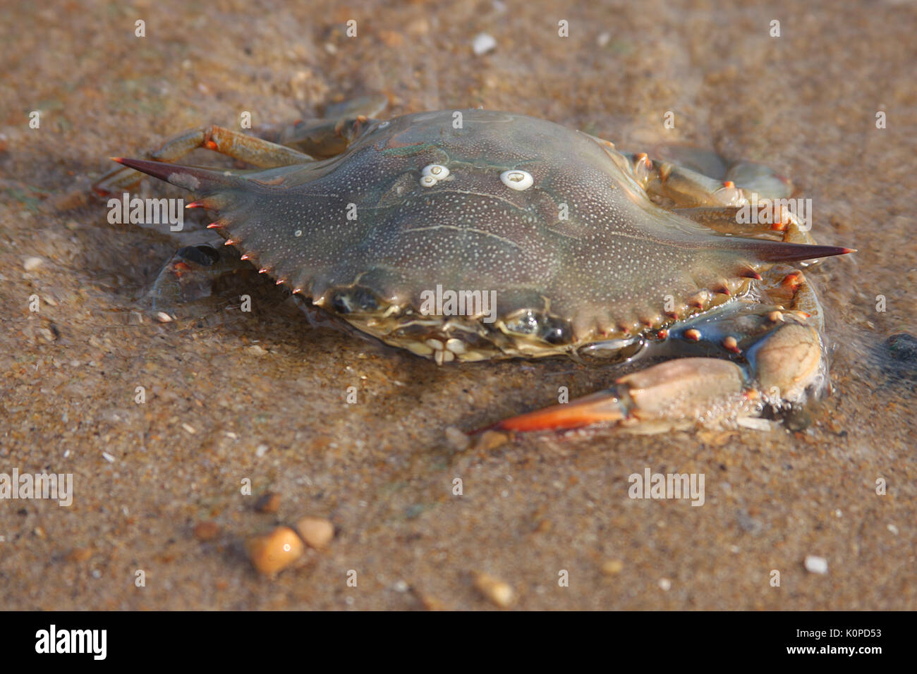 Dead Chesapeake blue crab on the beach Stock Photo