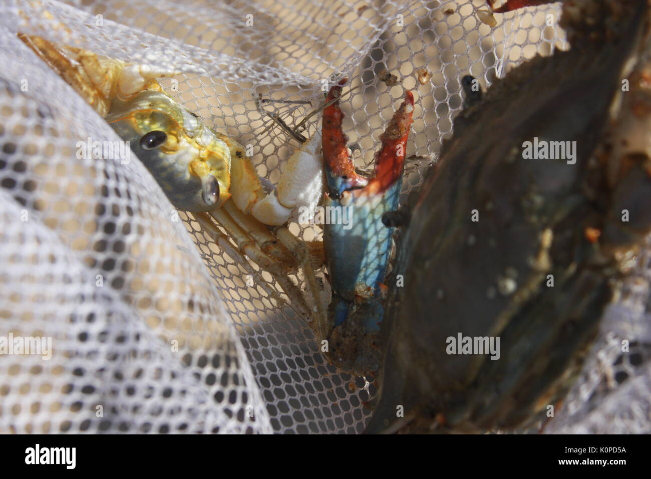 Chesapeake blue crab caught in net Stock Photo
