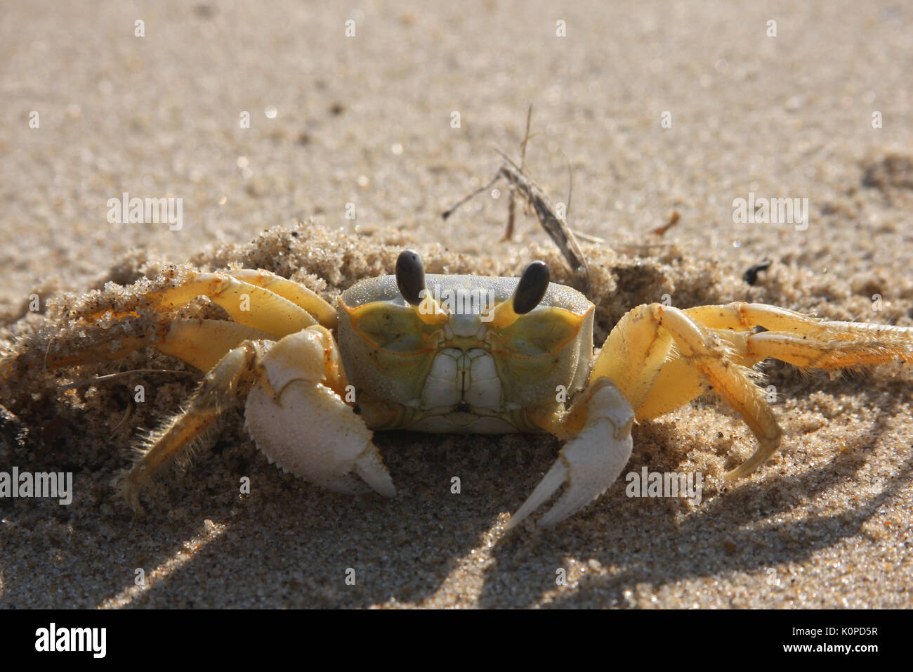 Crabs on shore in Virginia, by the Atlantic Ocean Stock Photo