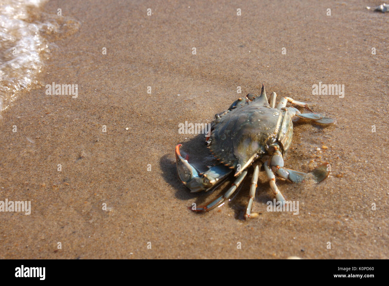 Chesapeake blue crab on the shore Stock Photo