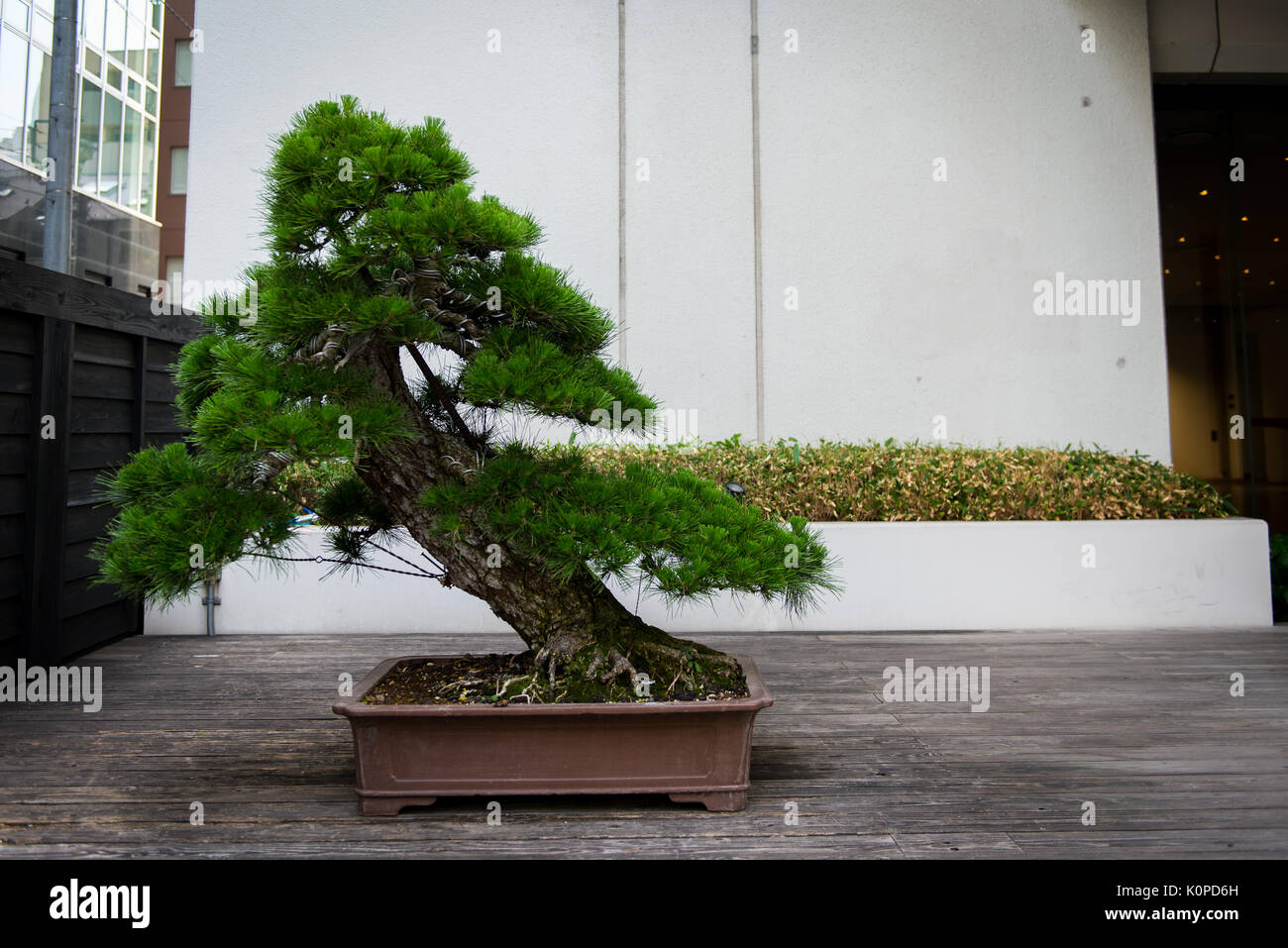 Extra large Bonsai tree in front of business building in Tokyo Stock Photo