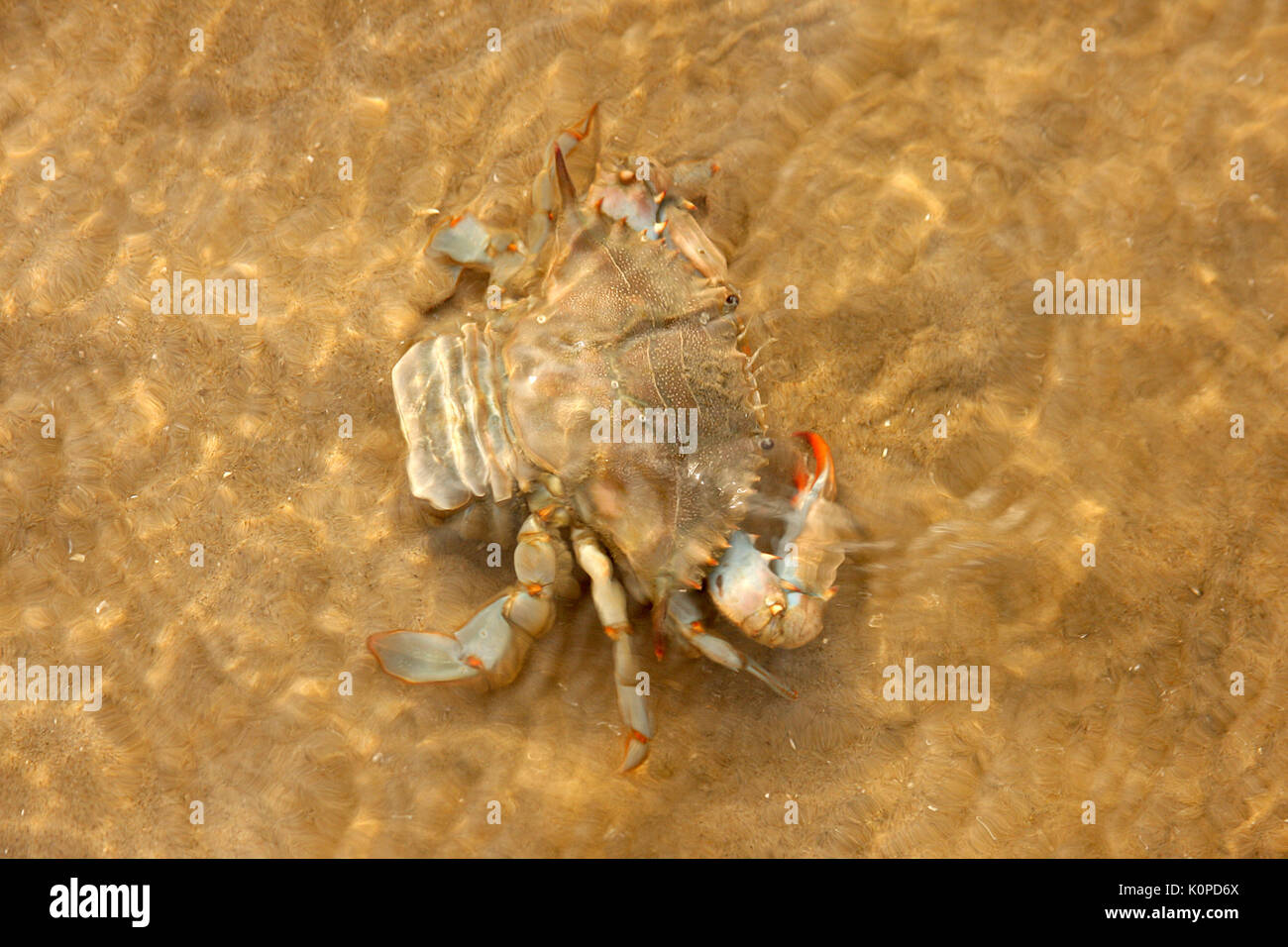 Chesapeake blue crab close to shore Stock Photo