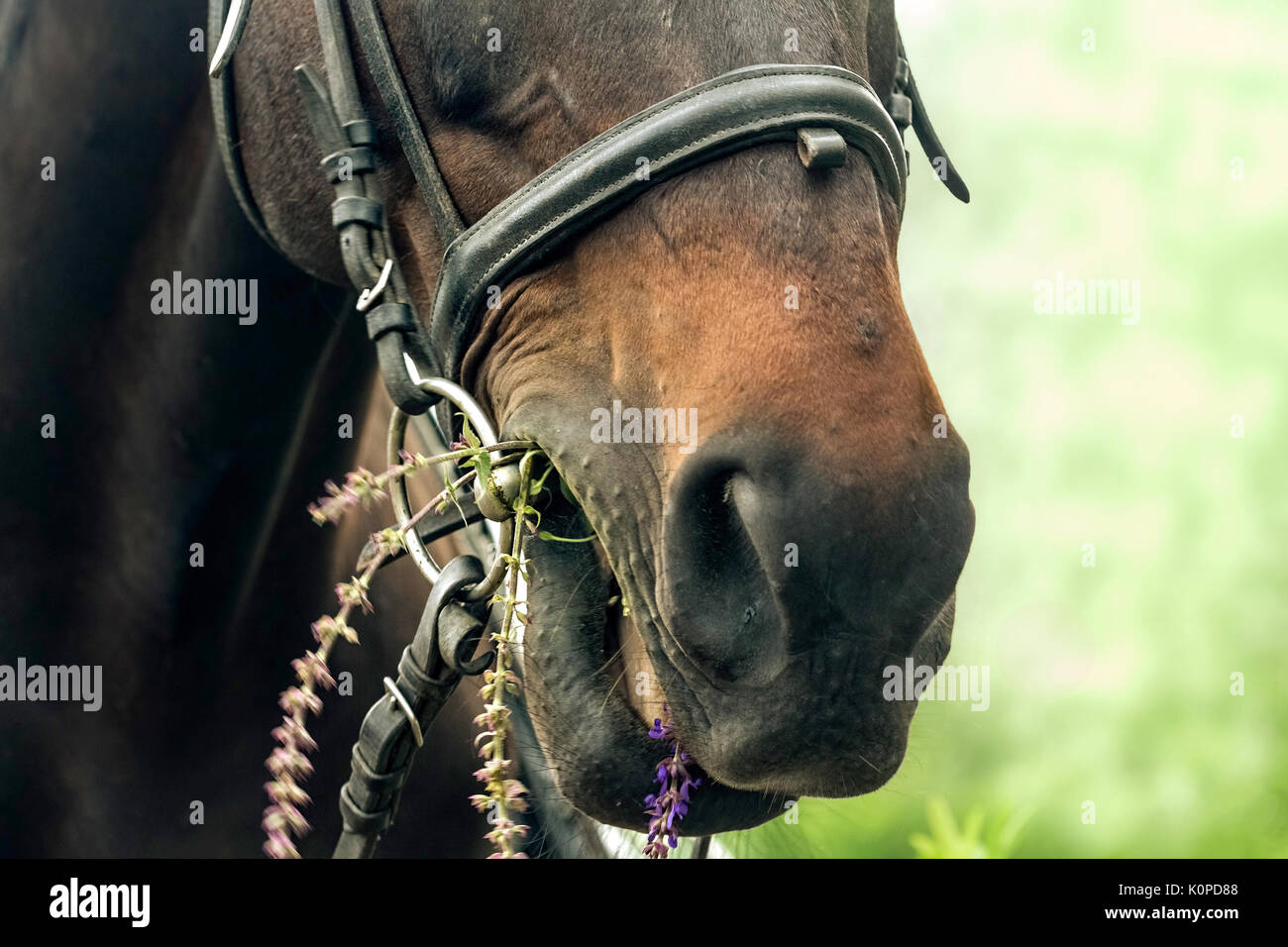 Horse mouth hires stock photography and images Alamy