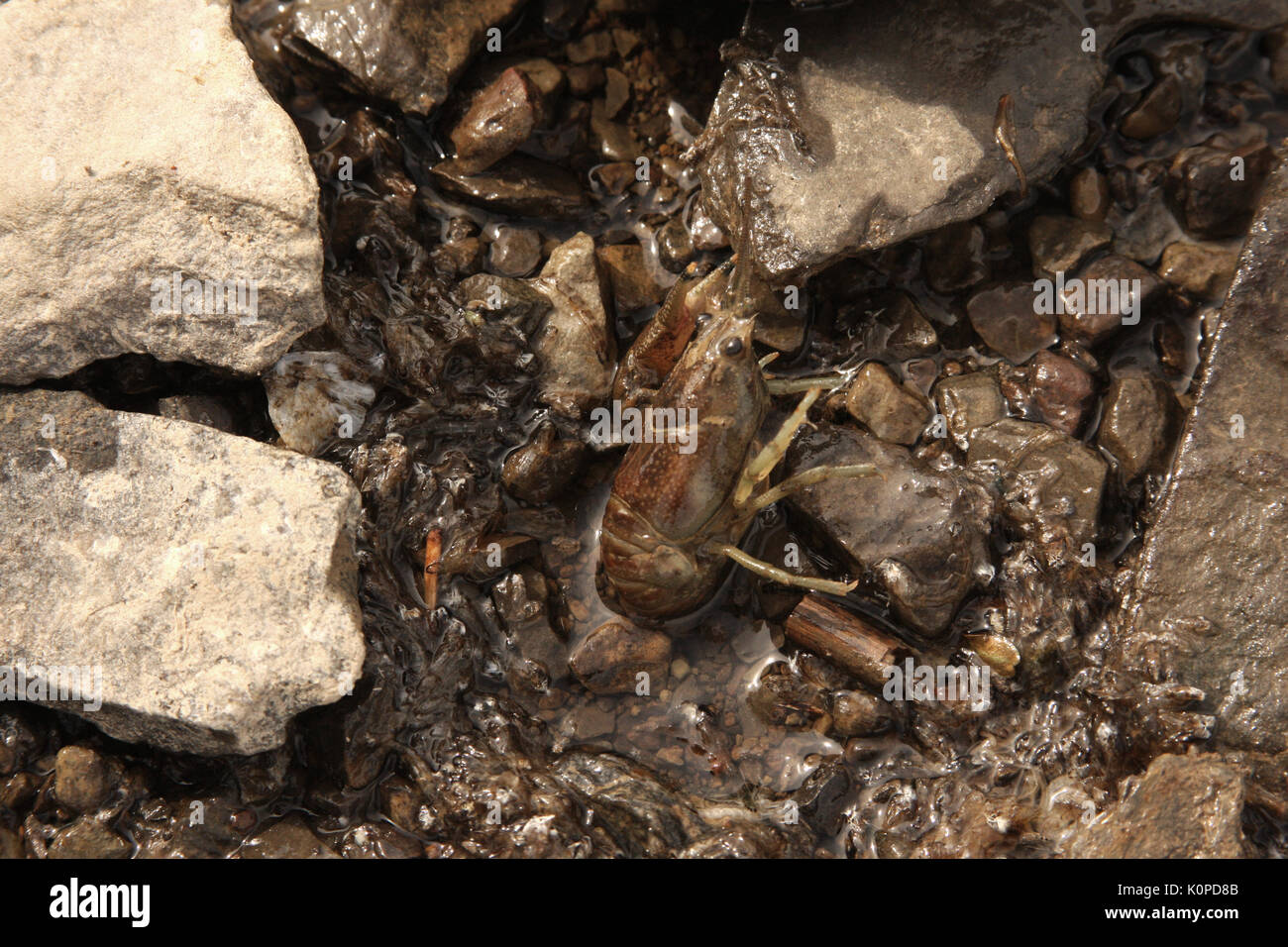 Crayfish in stream water Stock Photo
