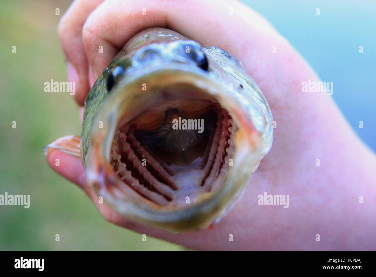 Just caught fish with wide open mouth Stock Photo Alamy