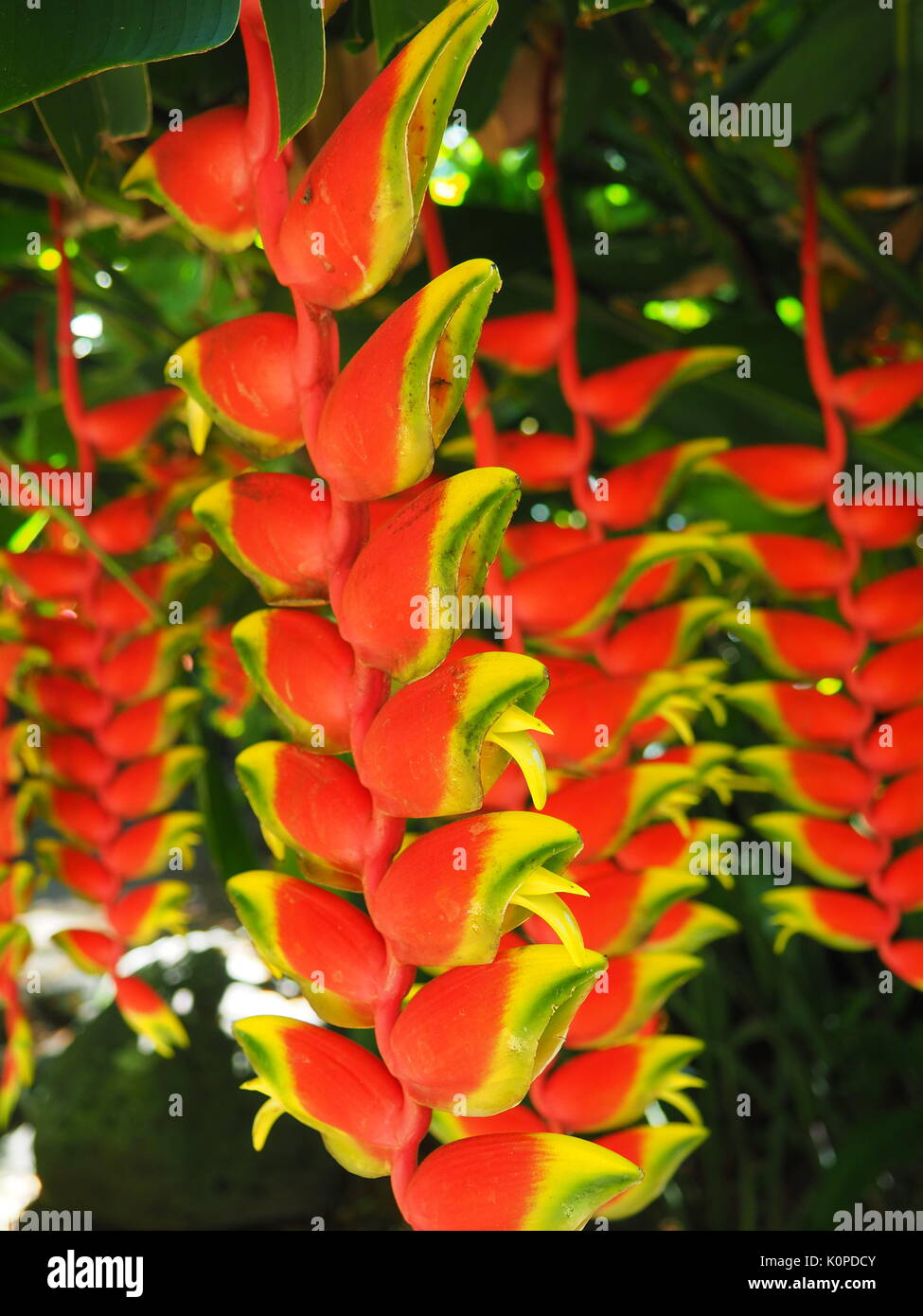 Heliconia, Lobster Claw Plants Stock Photo