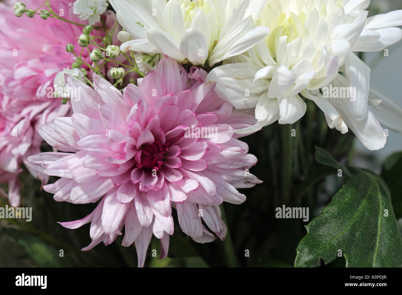 A Floral Arrangement of Pink and White Flowers Stock Photo