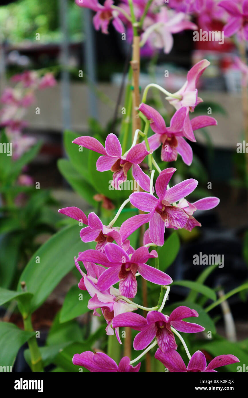 A Group of Magenta, Pink / Purple Orchids at a Thai Temple Stock Photo