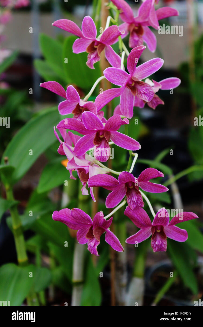 A Group of Magenta, Pink / Purple Orchids at a Thai Temple Stock Photo