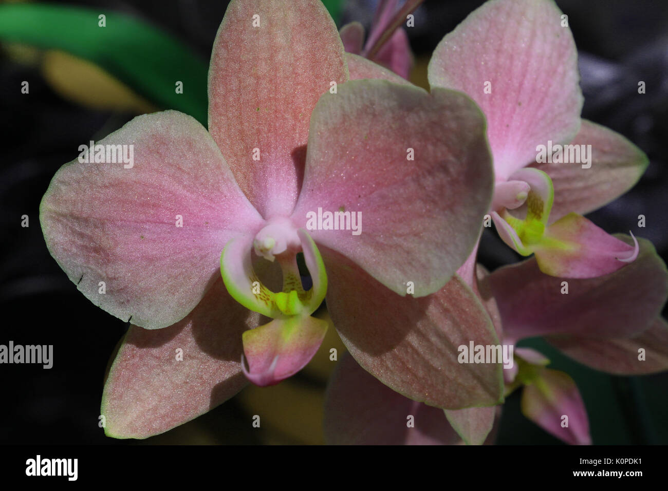 A Pair of Pink Orchids in a Thai Temple Stock Photo