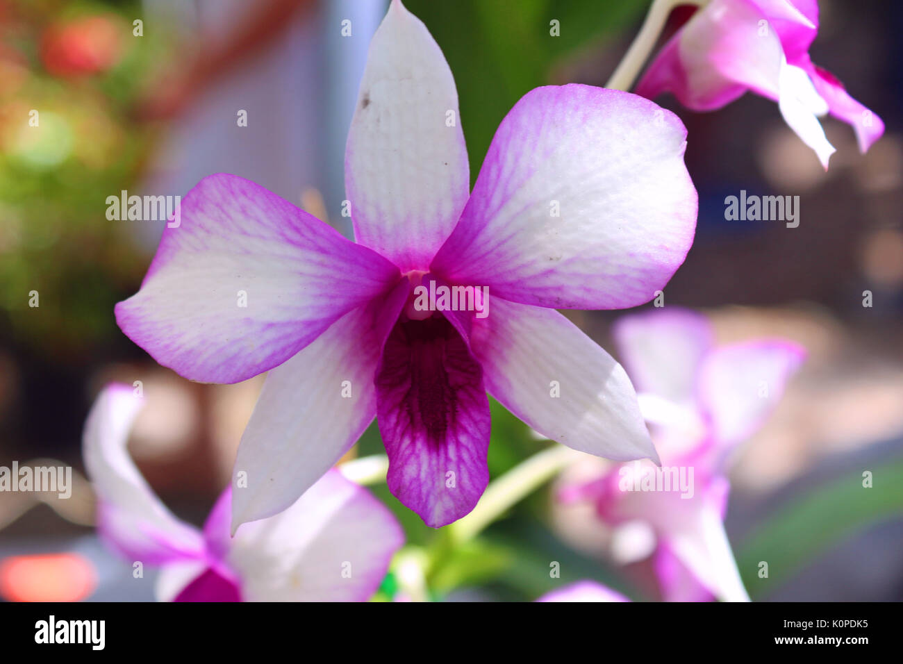 A White and Purple Orchid at a Thai Temple. Stock Photo