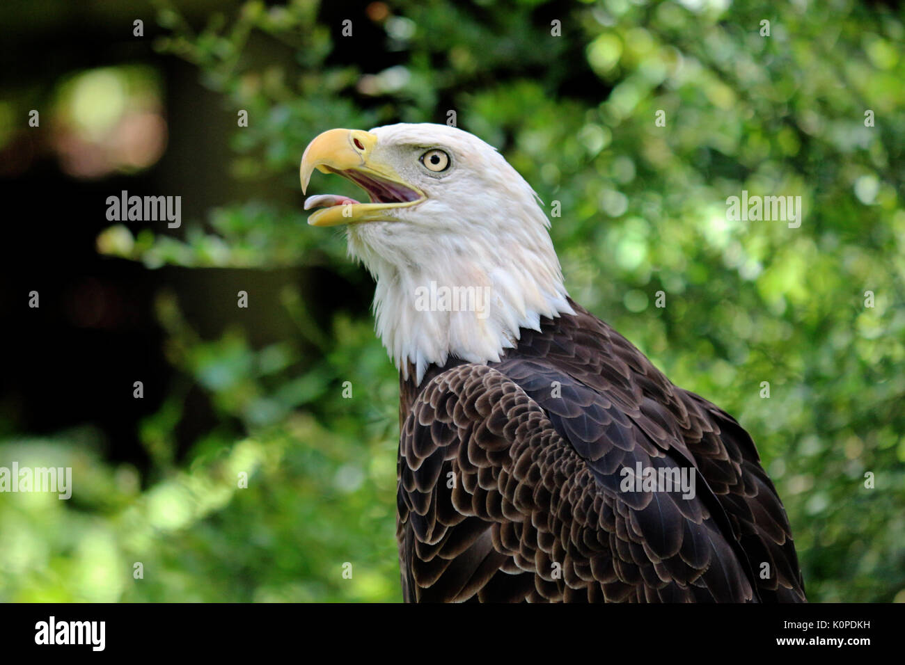 A Bald Eagle Perching on a Tree Strump with a Natural green Leaves Background. Stock Photo