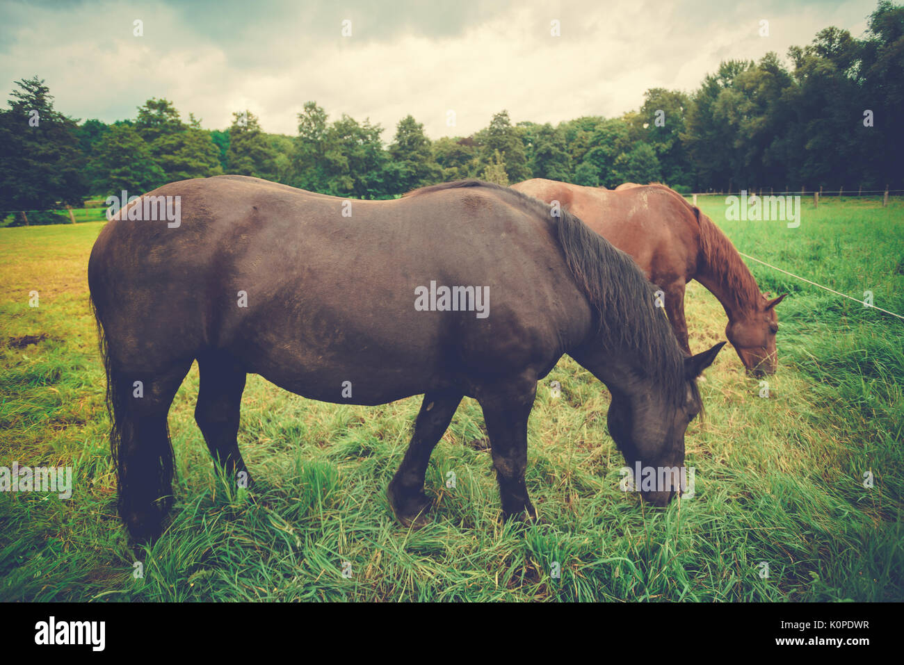 Big beautiful horse. big black horse Stock Photo