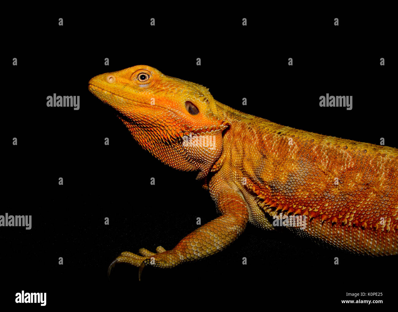 Large bearded dragon hi-res stock photography and images - Alamy Large bearded dragon hi-res stock photography and images - Alamy