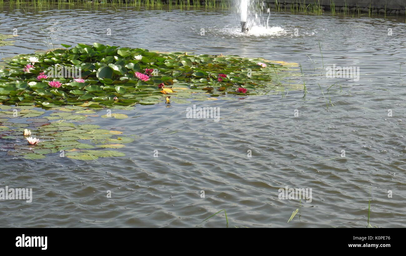 beautiful decorative fountain with water lilies Stock Photo