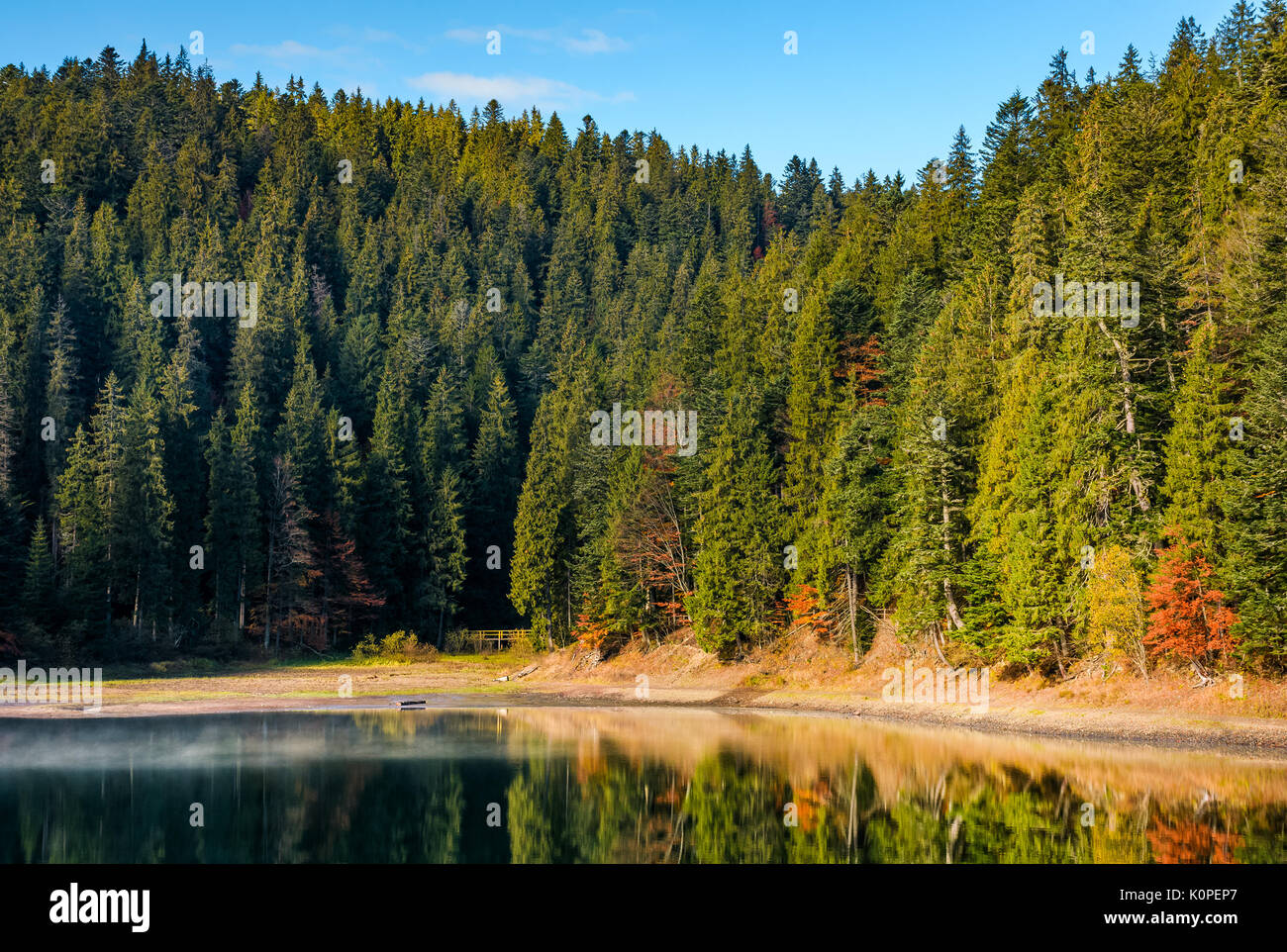coniferous forest with hazy lake in mountains. beautiful autumnal morning weather Stock Photo