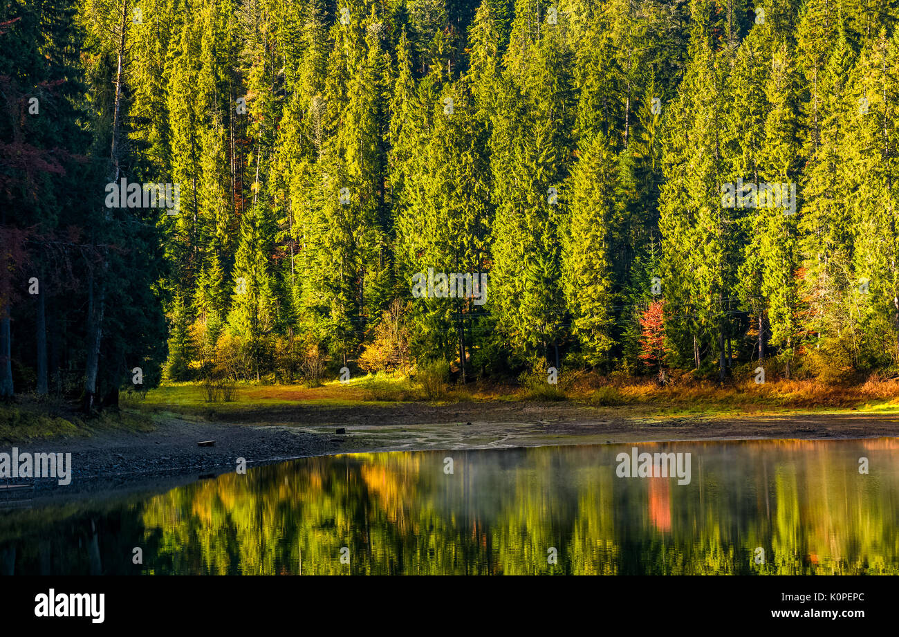 spruce forest with lake in mountains. beautiful autumnal morning weather Stock Photo