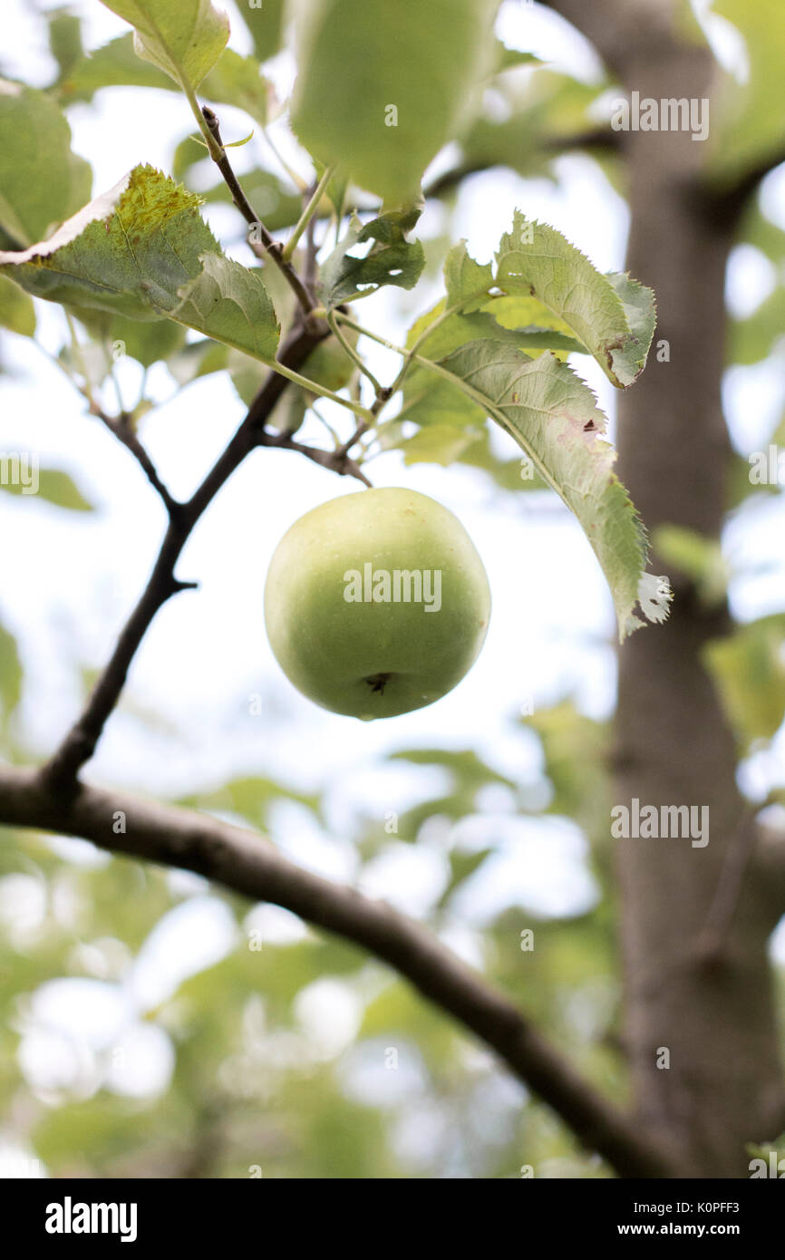 green apple hanging from a branch Stock Photo - Alamy