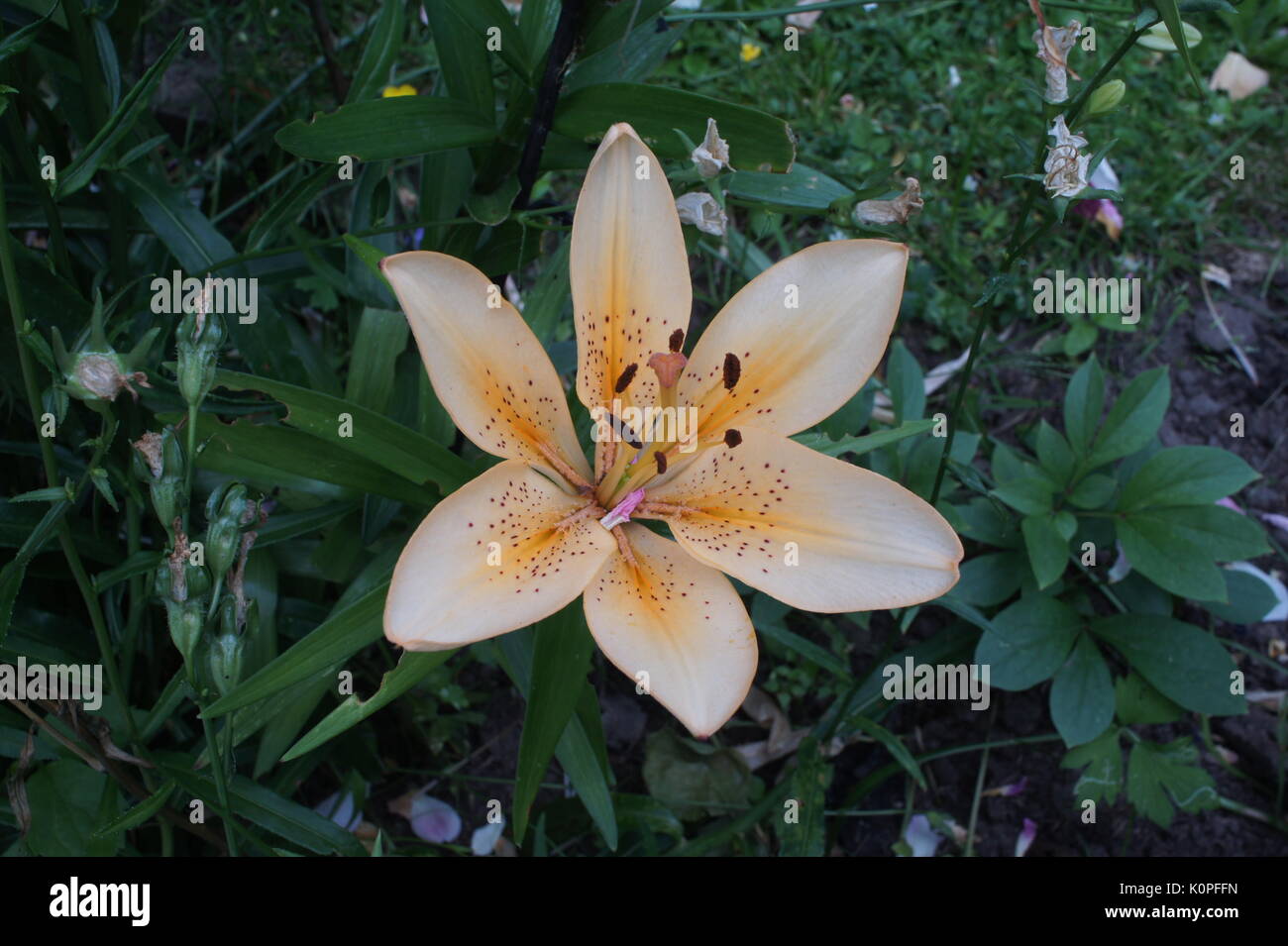 flower orange lily garden summer Stock Photo