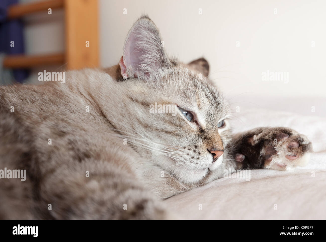Portrait of tabby cat on brown plaid. European cat. Stock Photo