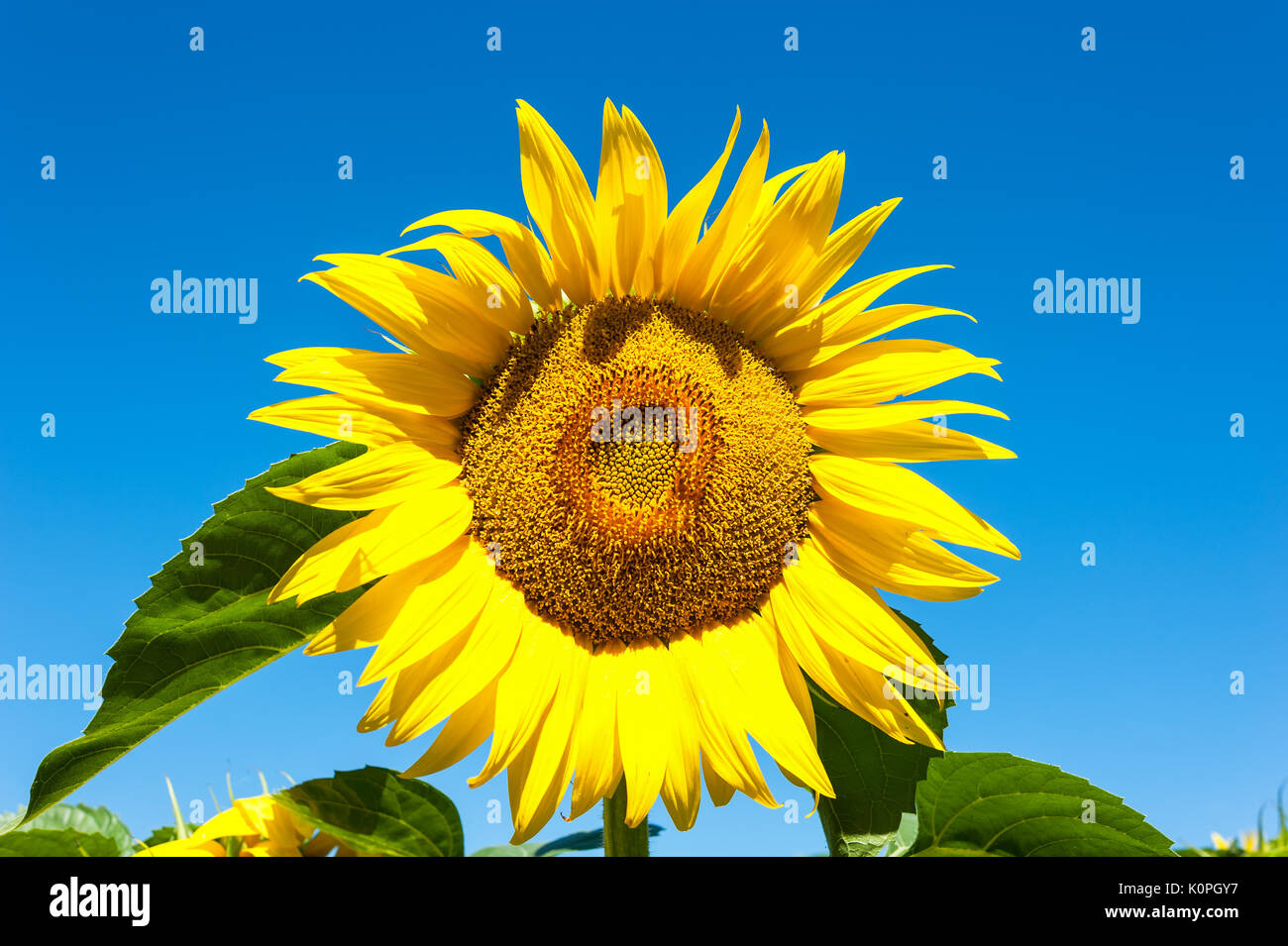 Sunflower in blossom. Sunflower blue sky landscape. Sunflowers close up. Stock Photo